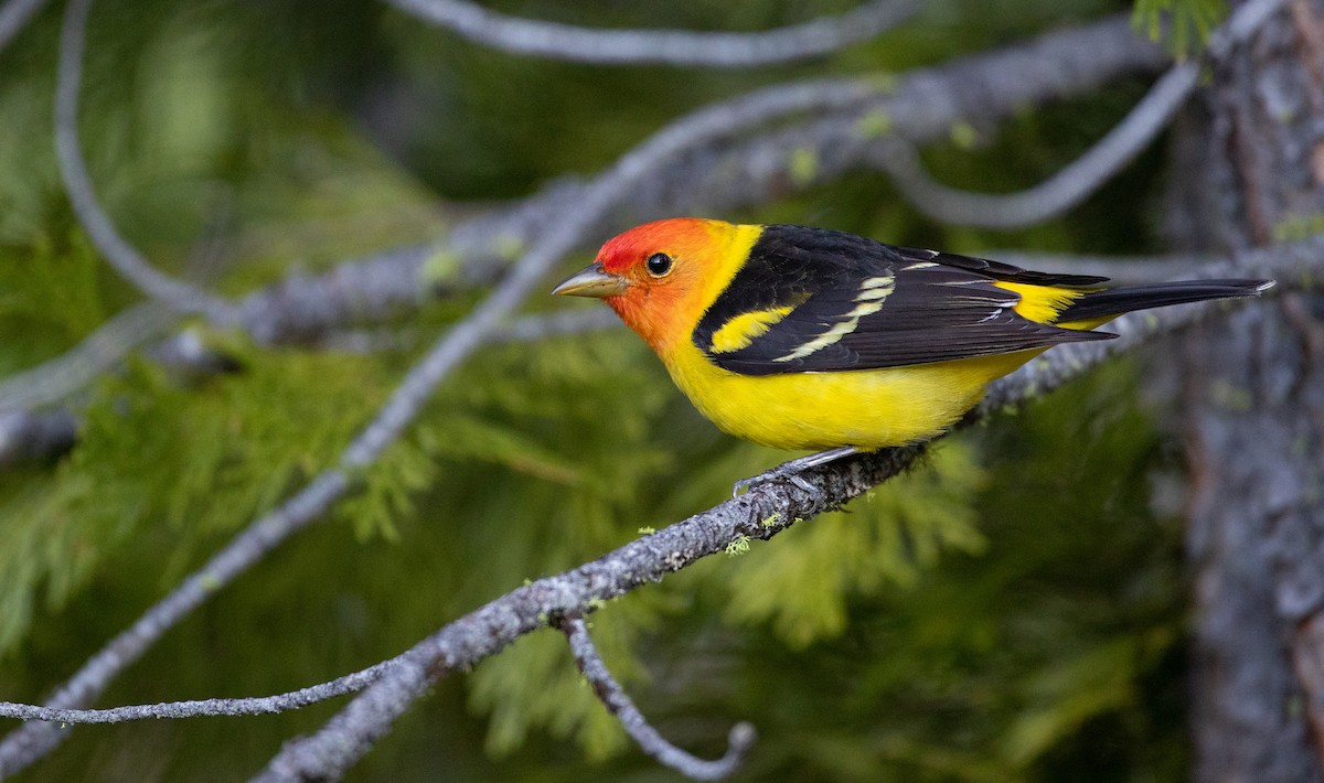 Western Tanager - ML296932481