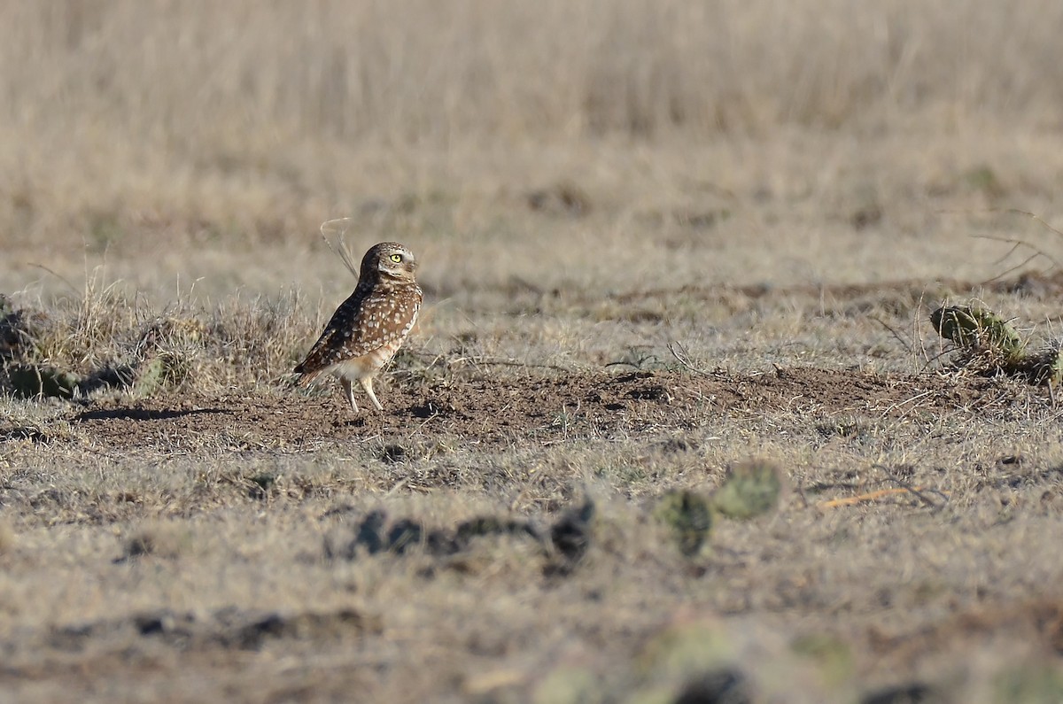 Burrowing Owl - Malcolm Gold