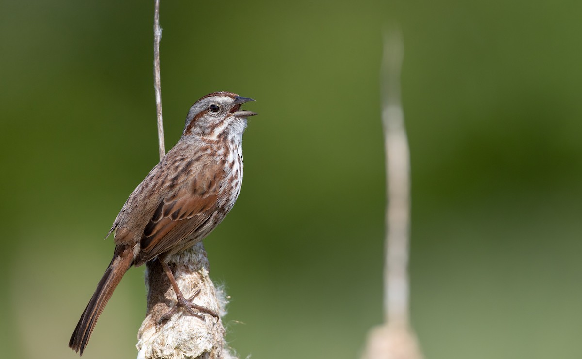Song Sparrow (heermanni Group) - eBird