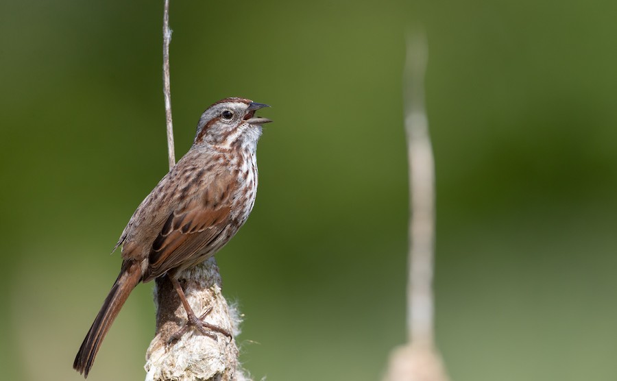 Chingolo Cantor (grupo heermanni) - eBird