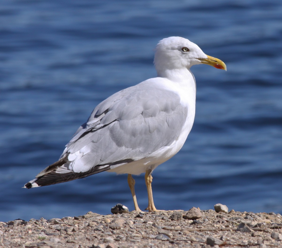 Herring Gull - ML296935091