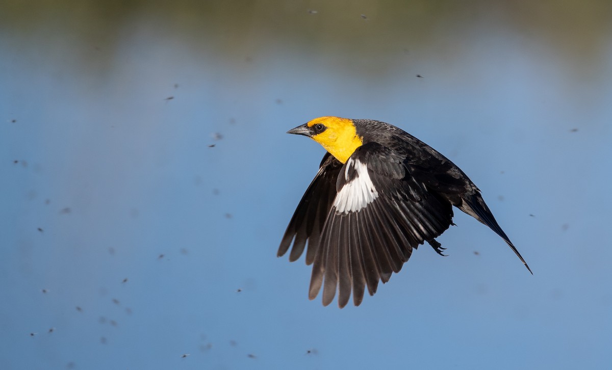 Yellow-headed Blackbird - Ian Davies