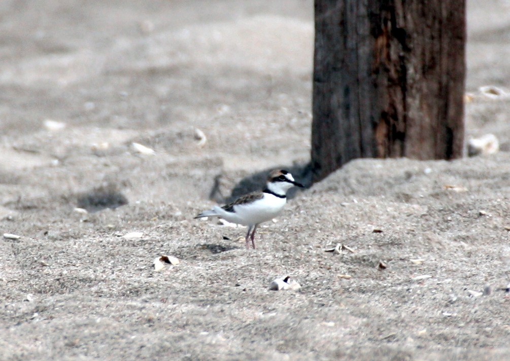 Collared Plover - Angela Conry