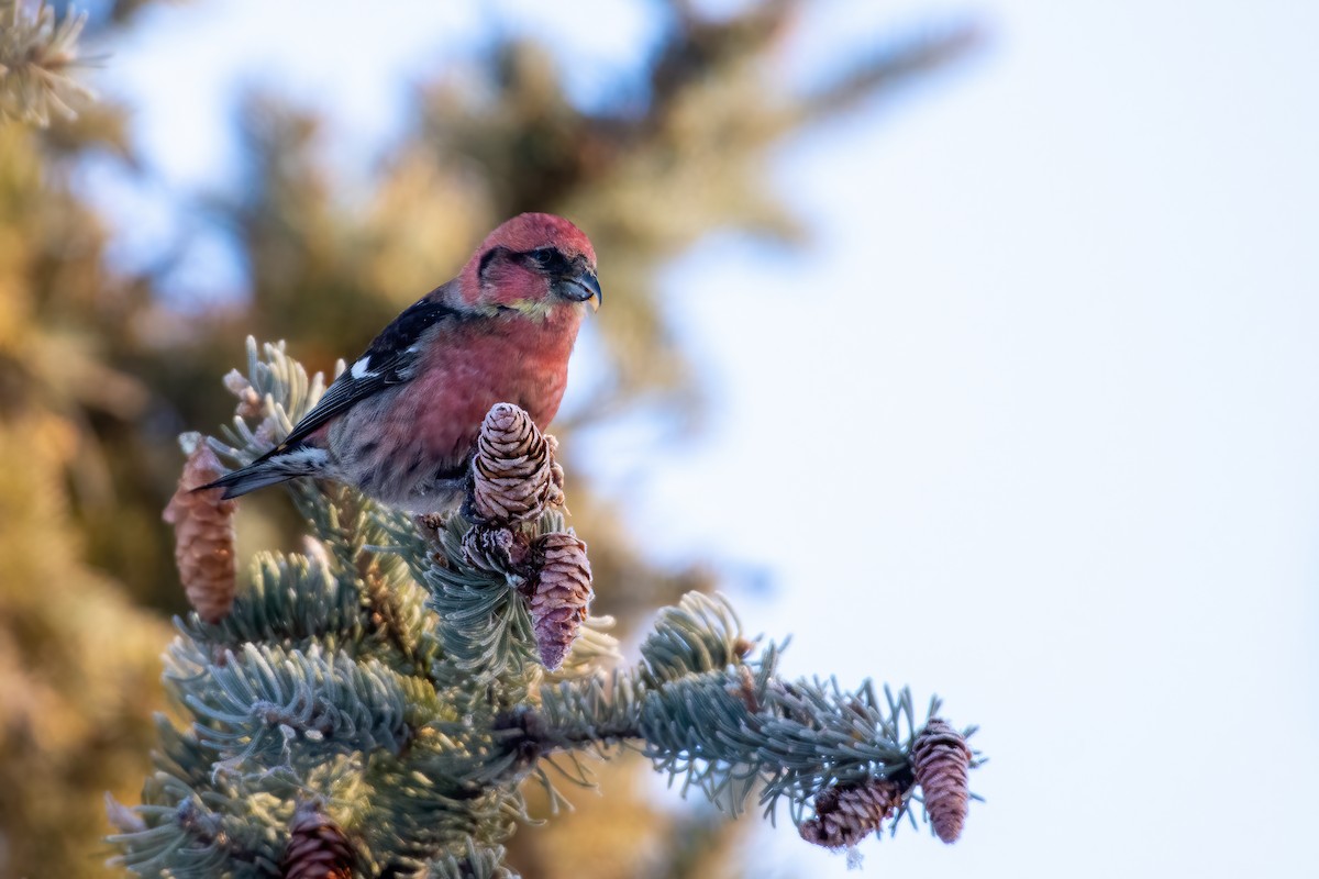 White-winged Crossbill - Andrew Standfield