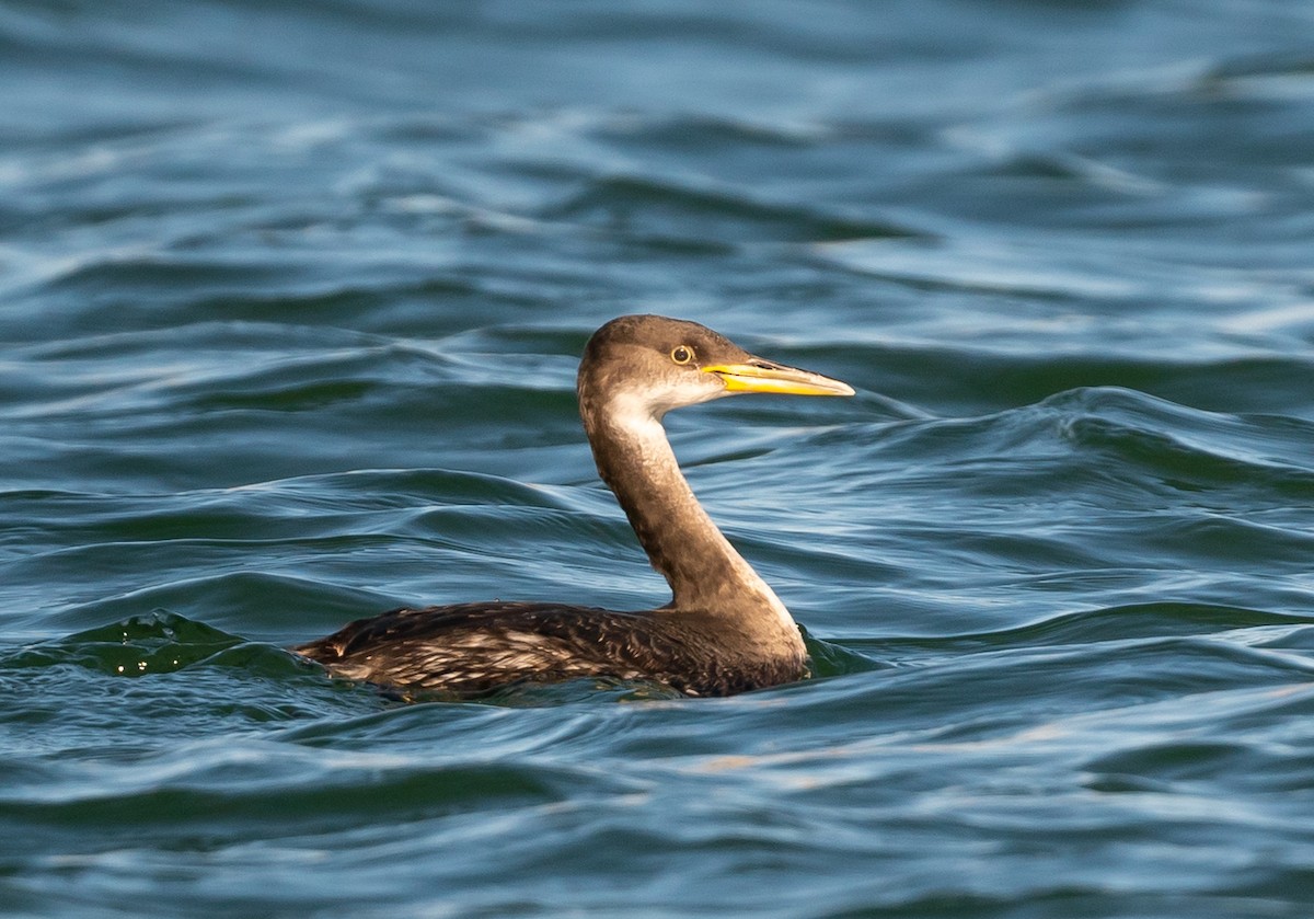 Red-necked Grebe - Mary McSparen