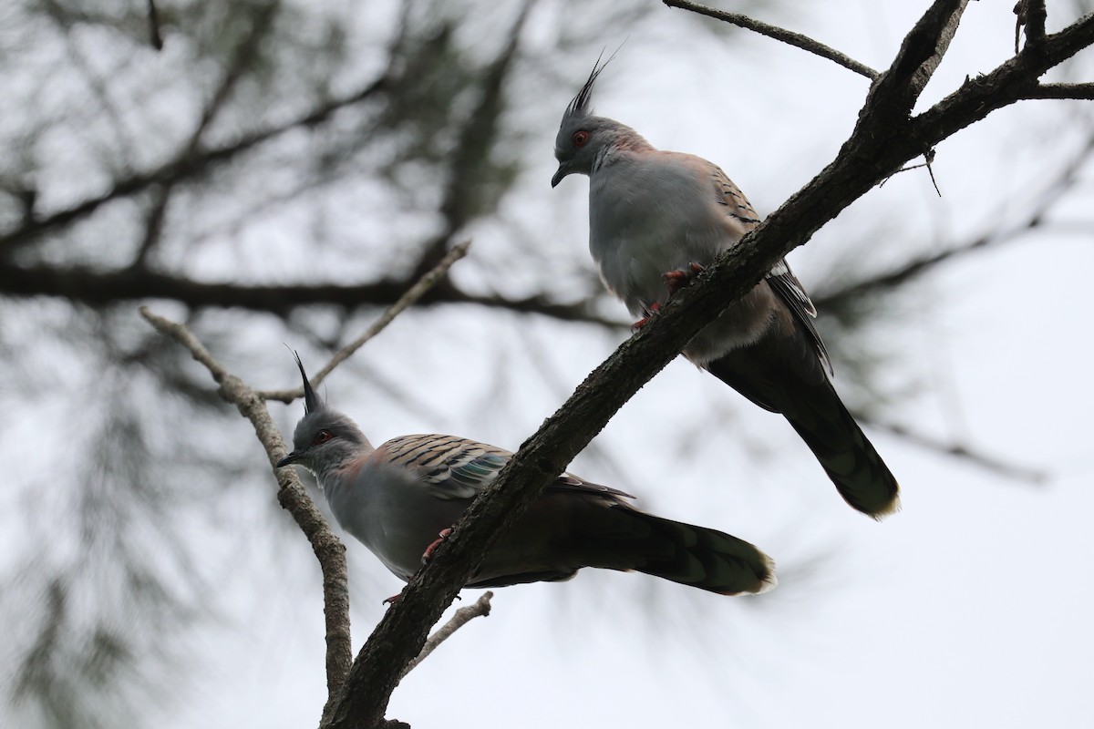 Crested Pigeon - ML296956571