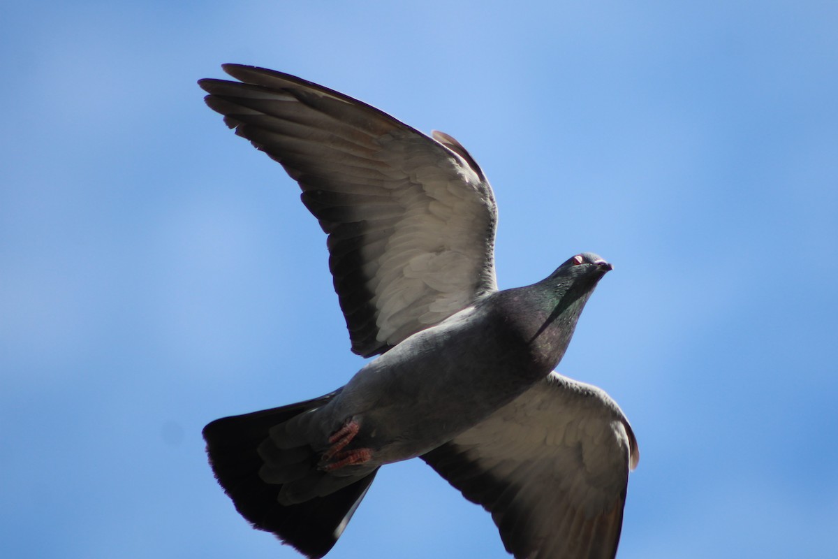 Rock Pigeon (Feral Pigeon) - Sean Cozart