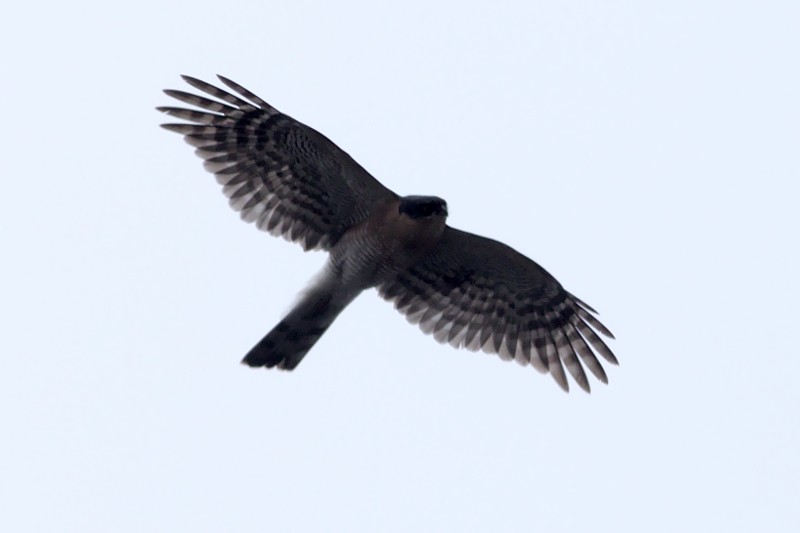 Eurasian Sparrowhawk - ML29695981
