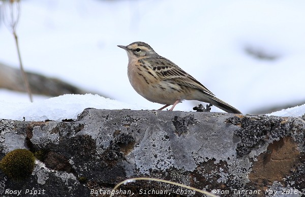 Rosy Pipit - ML29696151