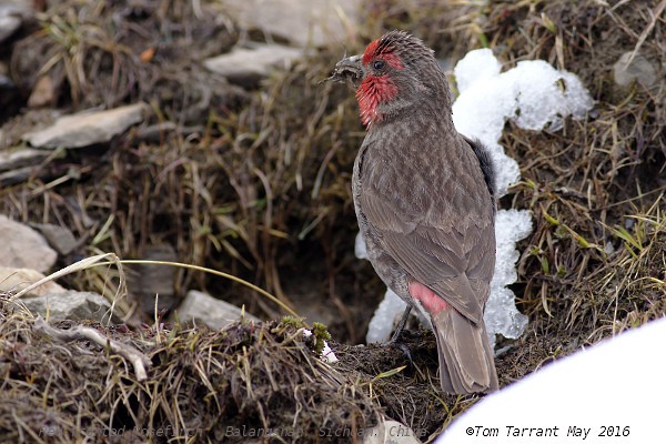 Red-fronted Rosefinch - ML29696161