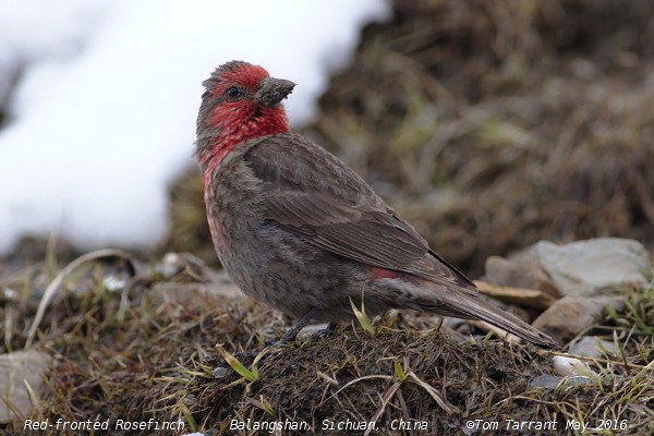 Red-fronted Rosefinch - ML29696171