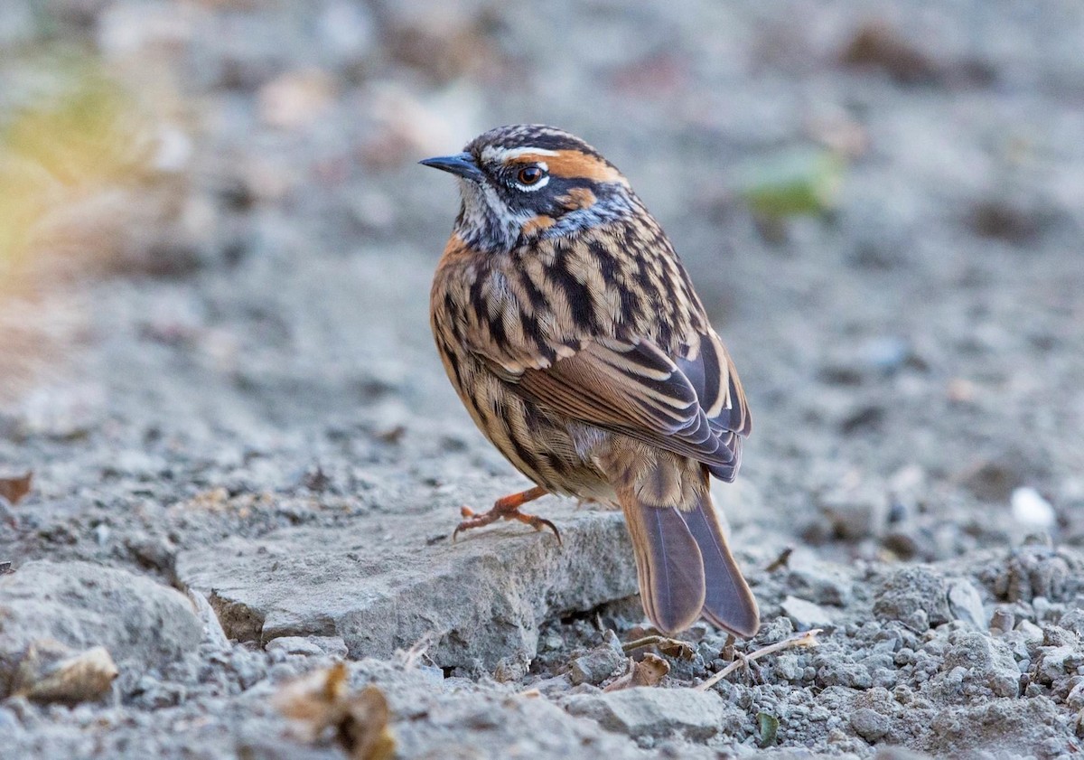 Rufous-breasted Accentor - ML296969751