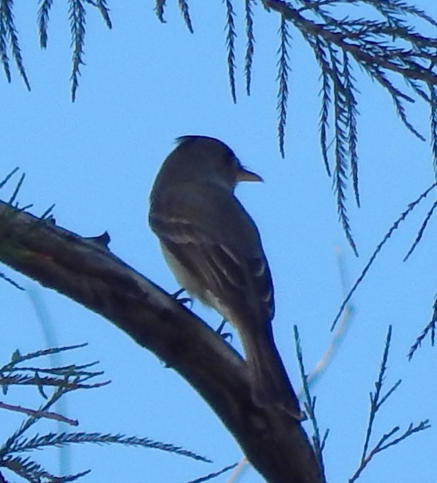 Greater Pewee - ML296969961
