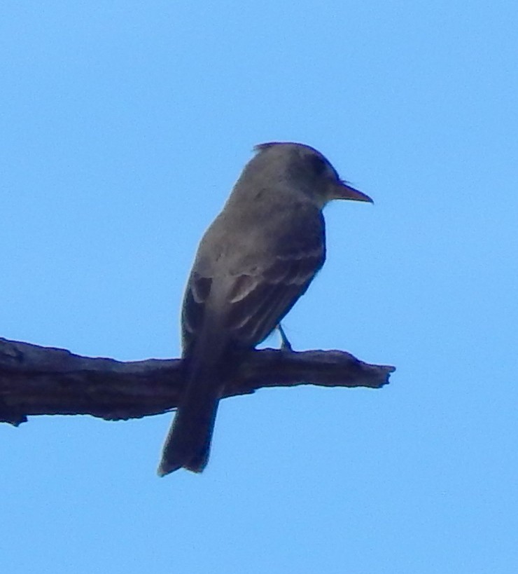Greater Pewee - ML296969981