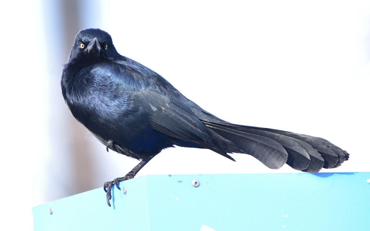 Great-tailed Grackle - ML296972941