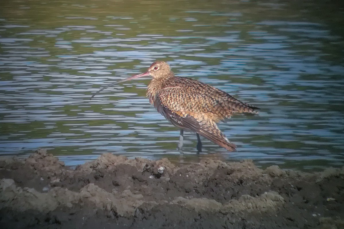 Long-billed Curlew - ML296973991