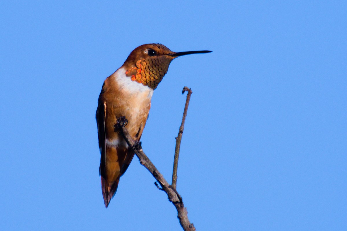 Rufous Hummingbird - ML296981331