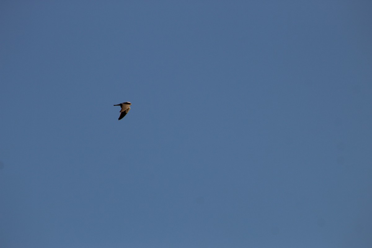 Black-winged Kite - Ofer Gruda