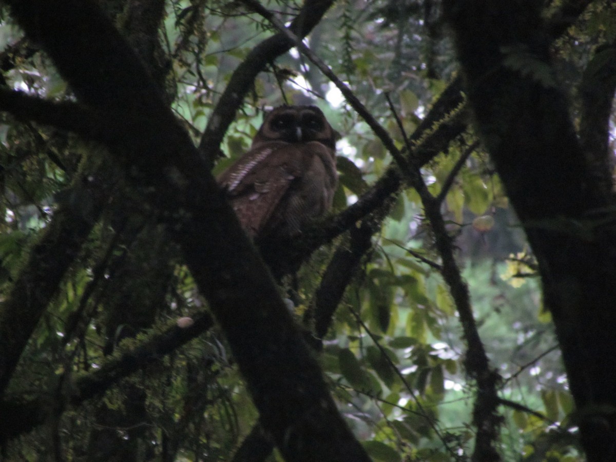 Brown Wood-Owl - Maulik Varu