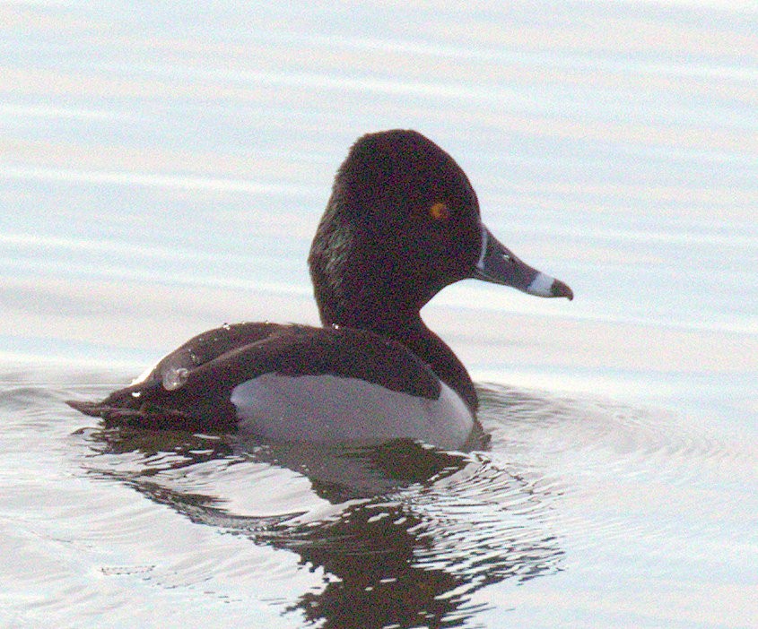 Ring-necked Duck - ML296983641