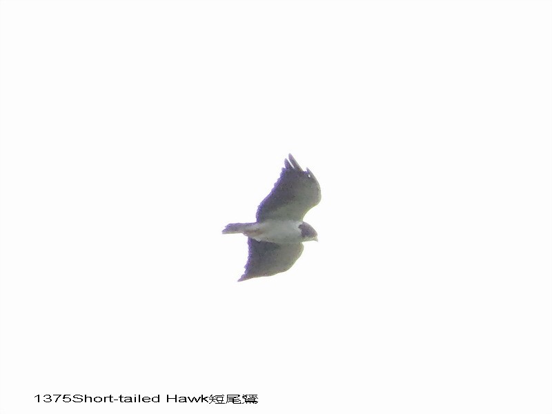 Short-tailed Hawk - Liao Tzu-Chiang