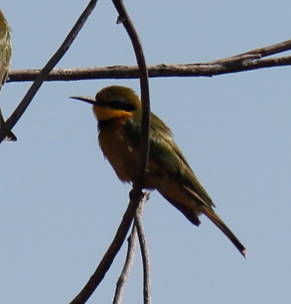 Little Bee-eater - ML296989751
