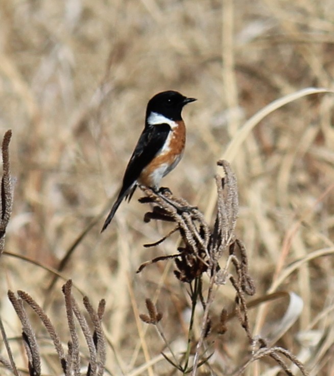 African Stonechat - ML296989821