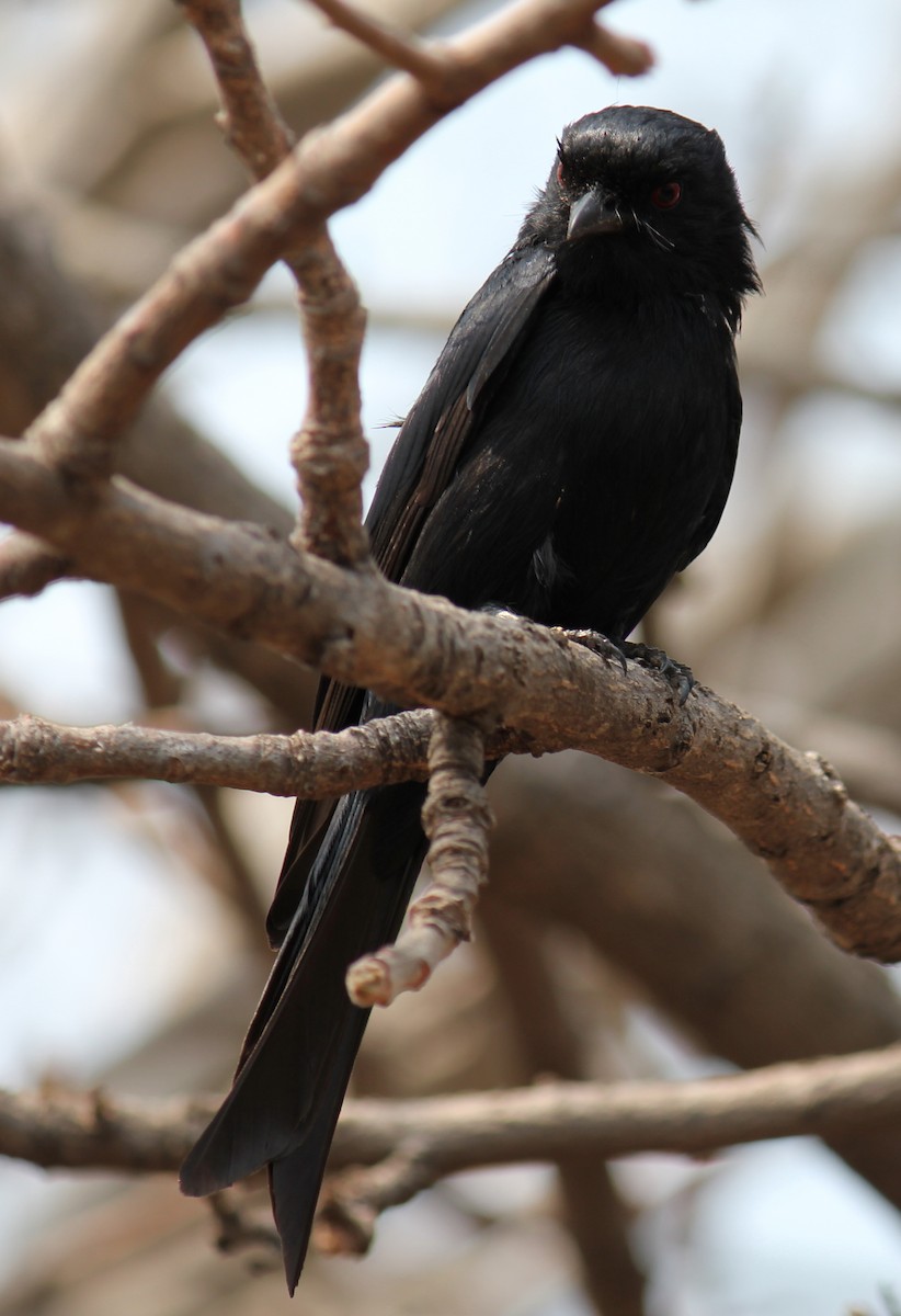 Fork-tailed Drongo - ML296992951