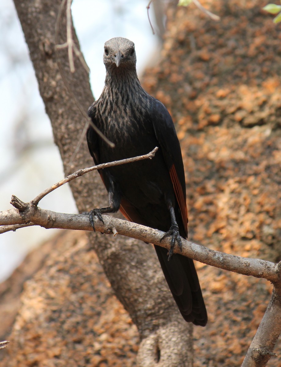 Red-winged Starling - ML296992971