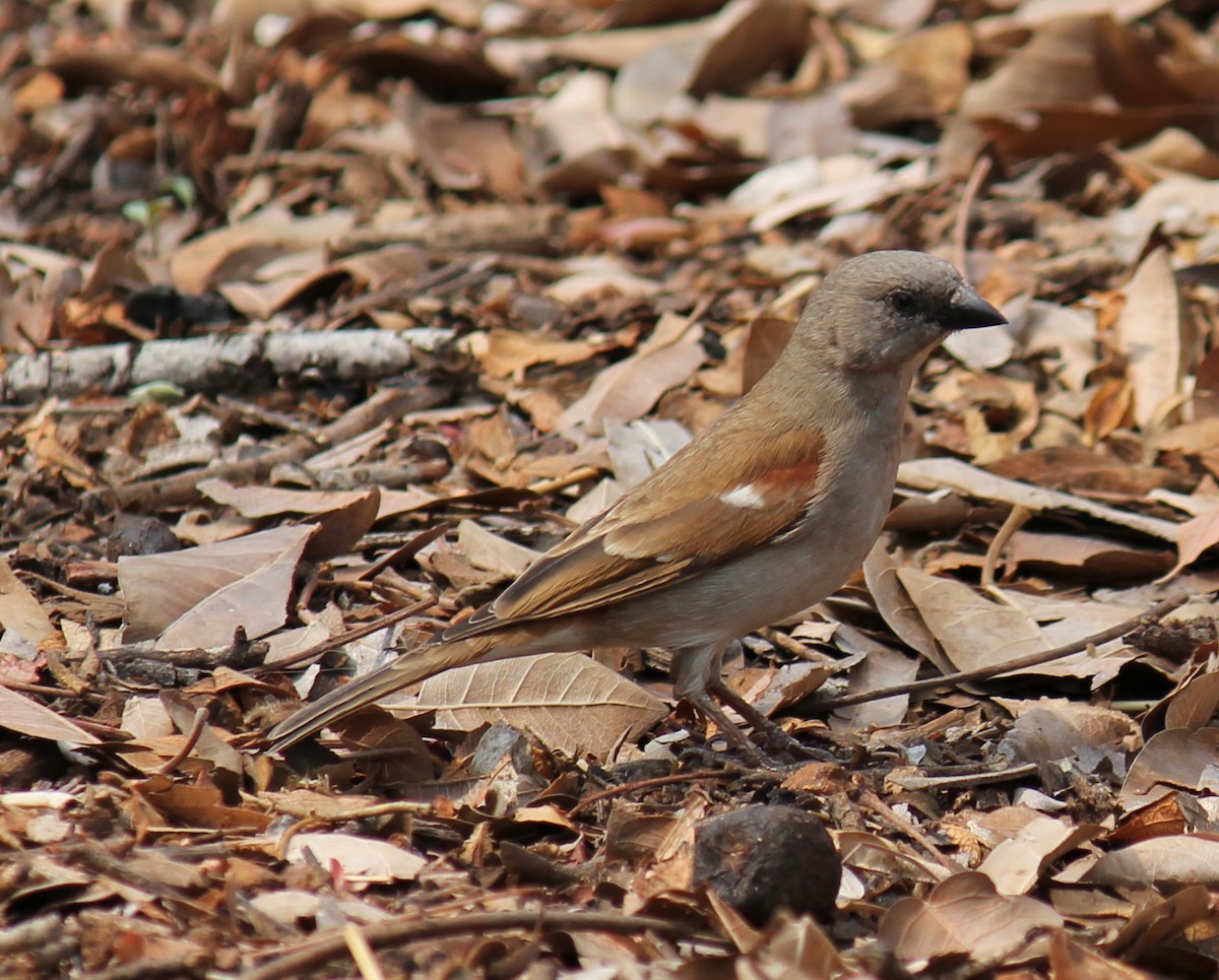 Southern Gray-headed Sparrow - ML296993241