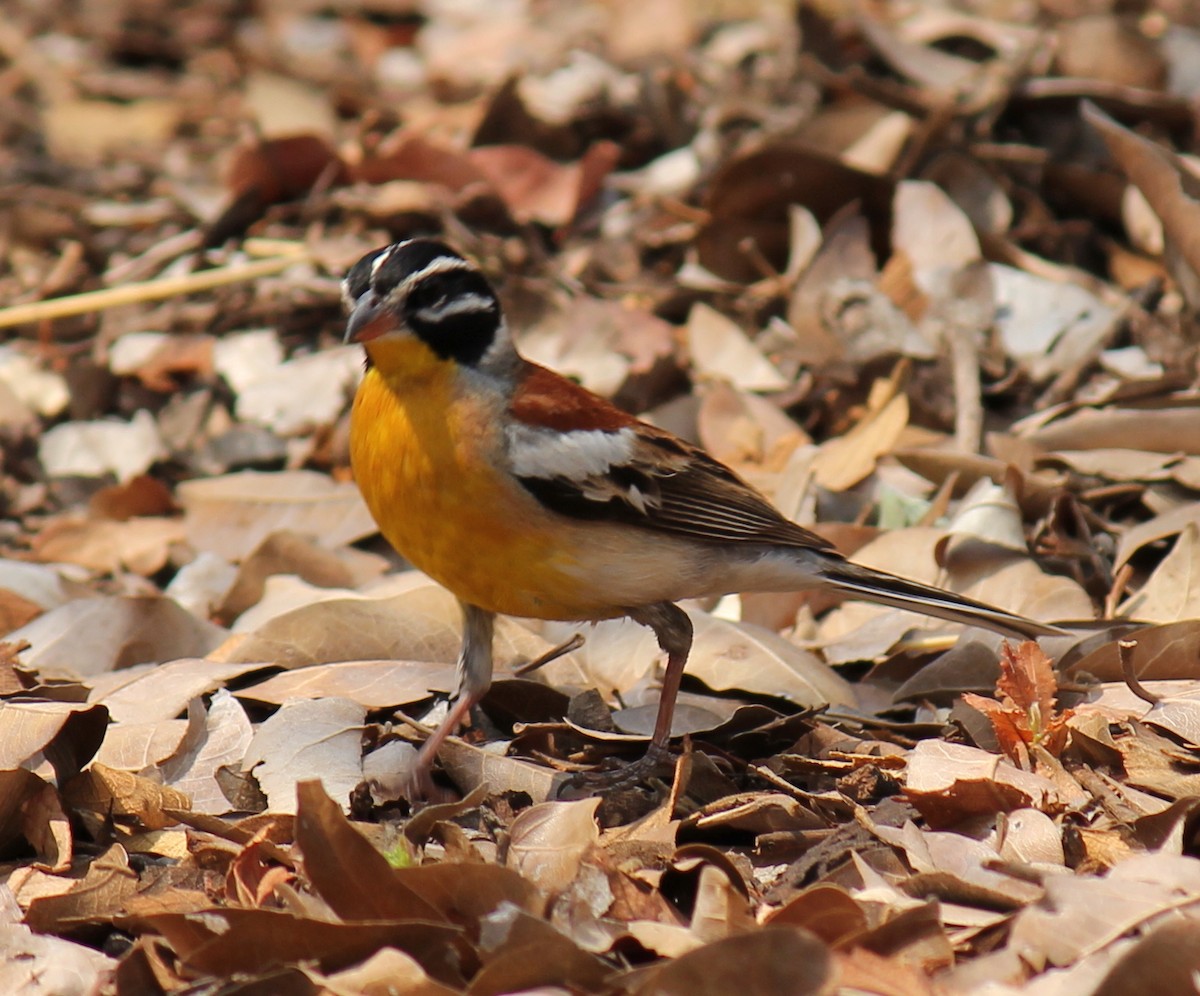 Golden-breasted Bunting - ML296993271