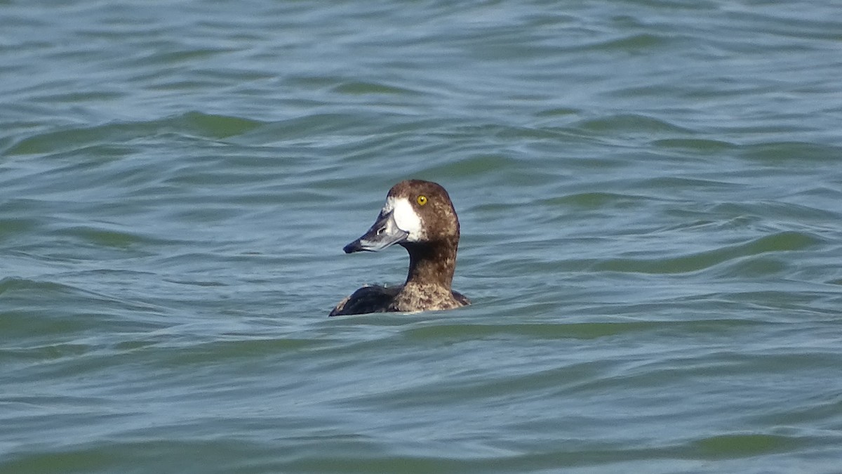 Greater Scaup - ML296993671
