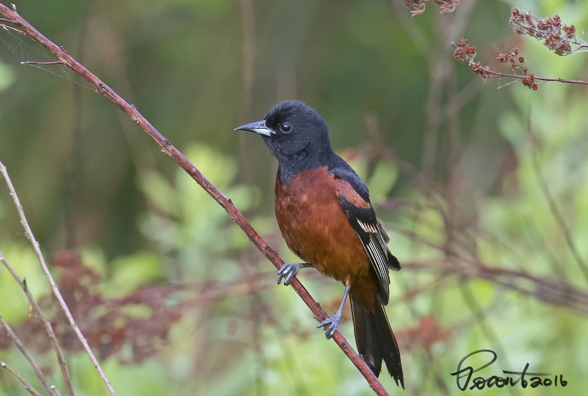 Orchard Oriole - ML29699541