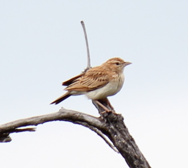 Fawn-colored Lark (Fawn-colored) - ML296996341
