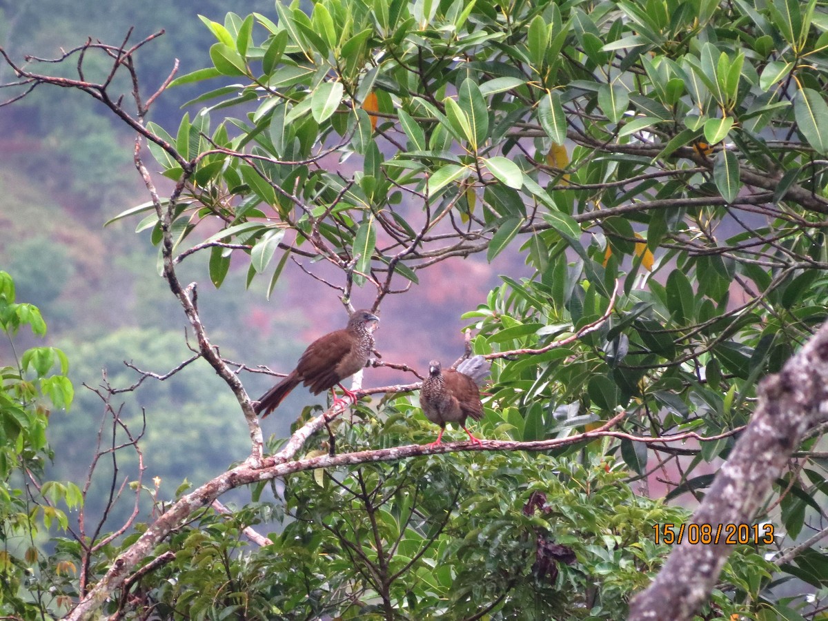 Speckled Chachalaca - Liao Tzu-Chiang