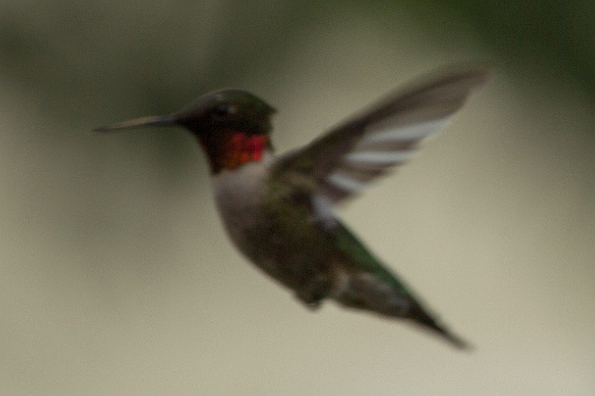 Ruby-throated Hummingbird - ML296998251