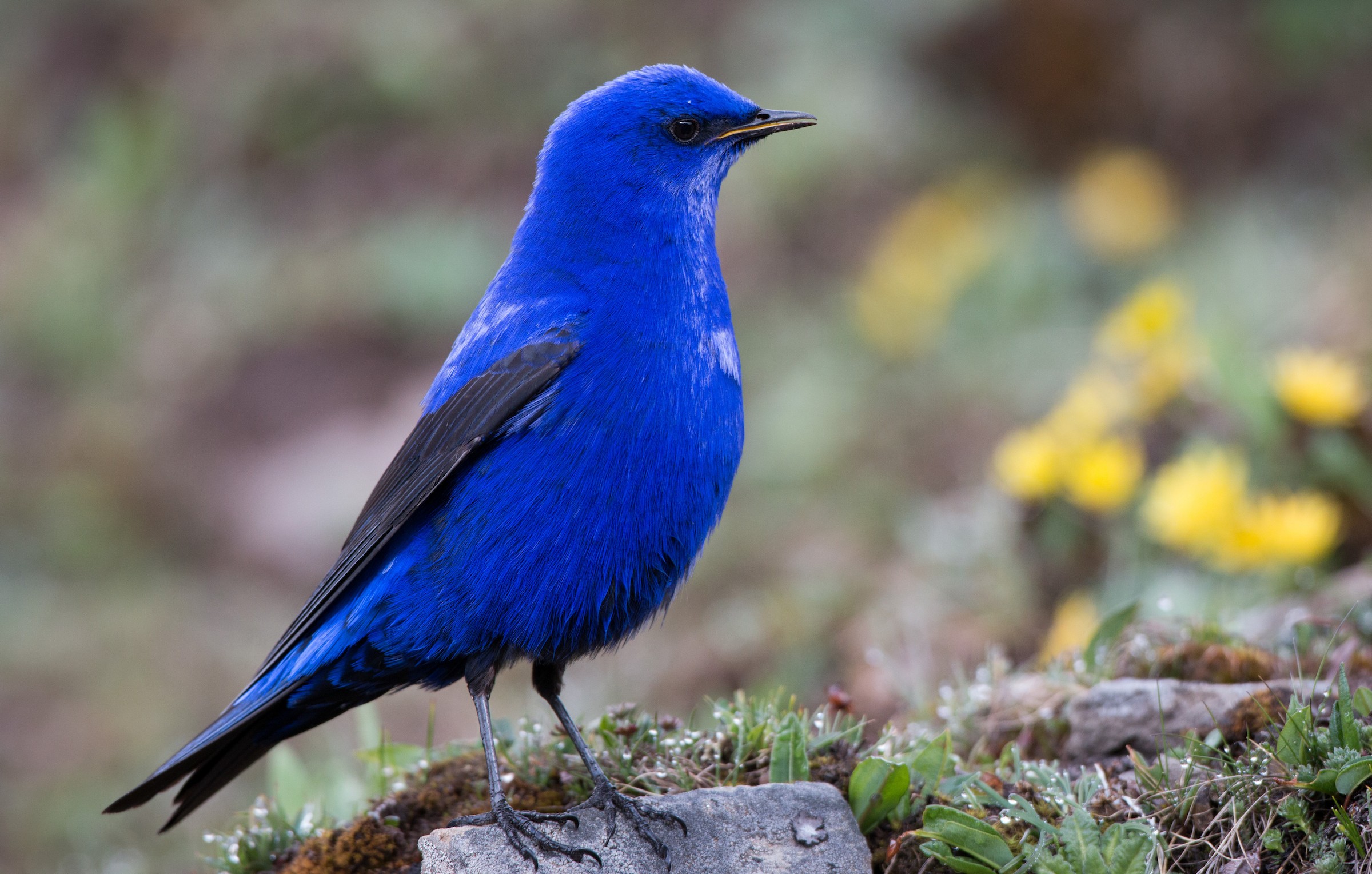 Птицы живущие в цветах. Синяя птица голубая Грандала. Лазоревая птица Грандала. Голубая кустарниковая Сойка. Синий Дрозд.