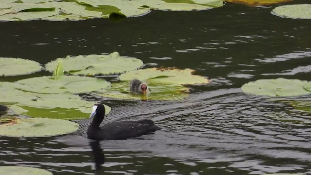 Red-knobbed Coot - ML296999651