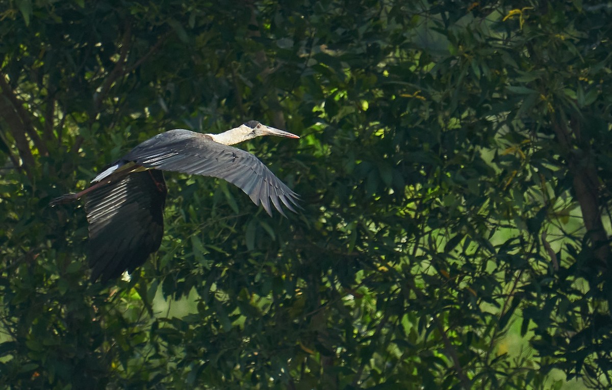 Asian Woolly-necked Stork - Raghavendra  Pai