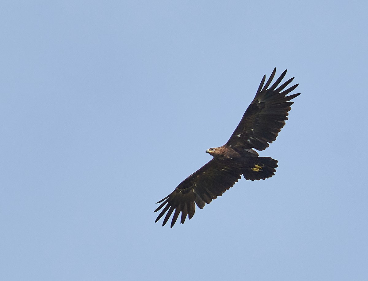 Greater Spotted Eagle - Raghavendra  Pai