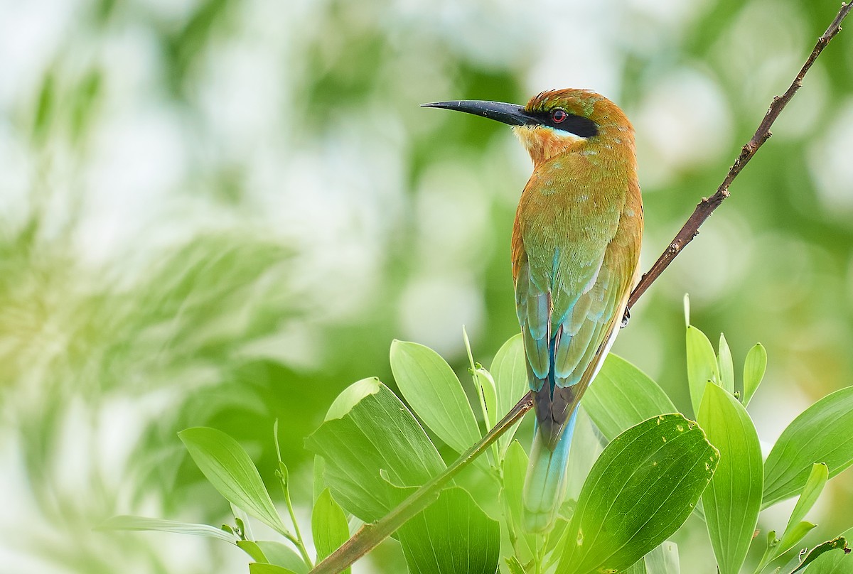 Blue-tailed Bee-eater - ML297014751