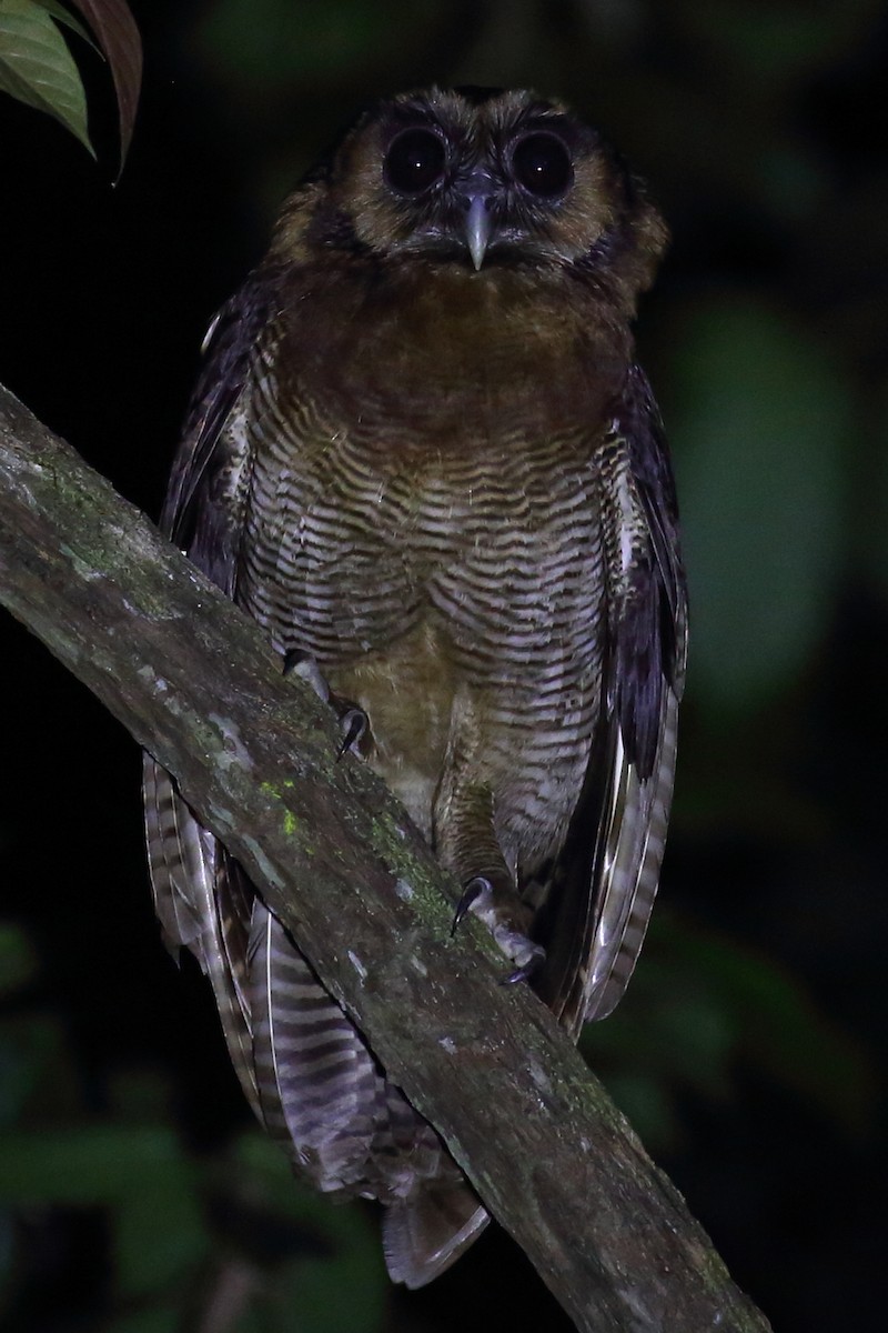 Brown Wood-Owl - Peter Kyne