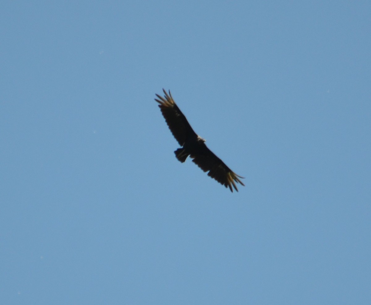 Black Vulture - ML297017001