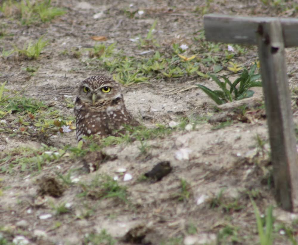 Burrowing Owl - ML297018231