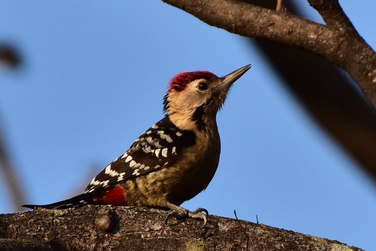 Fulvous-breasted Woodpecker - ML297022121