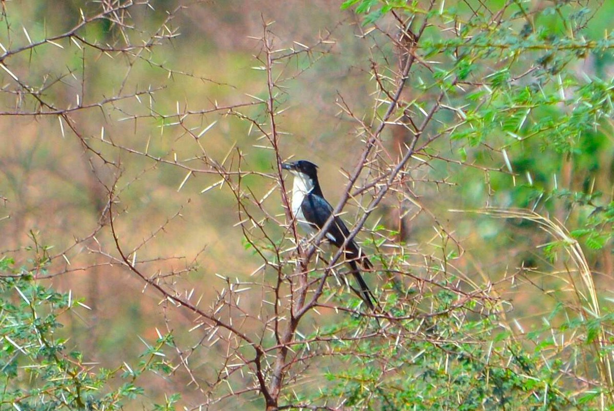Pied Cuckoo - Harshavardhan Jamakhandi