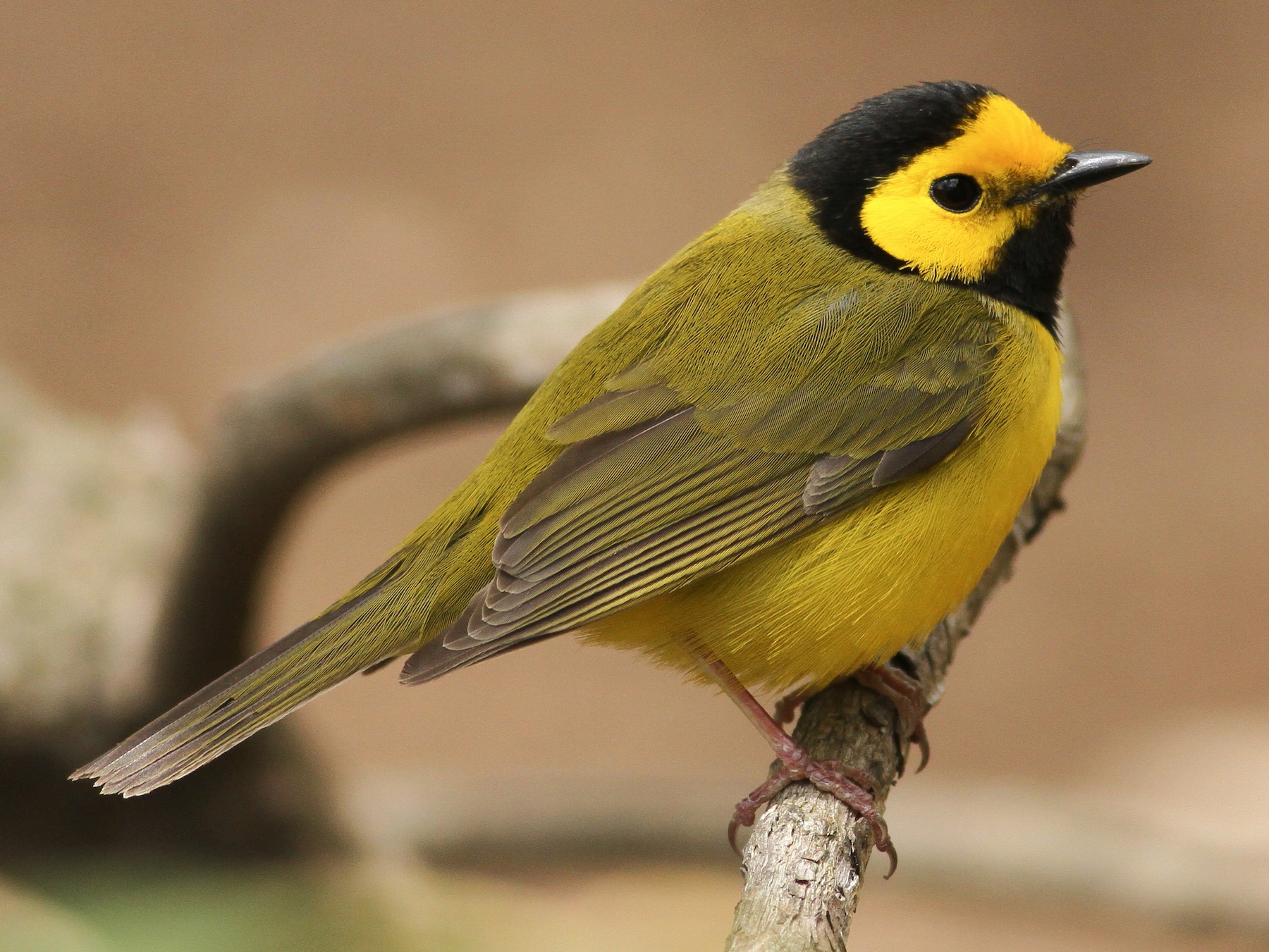 Hooded Warbler - Evan Lipton