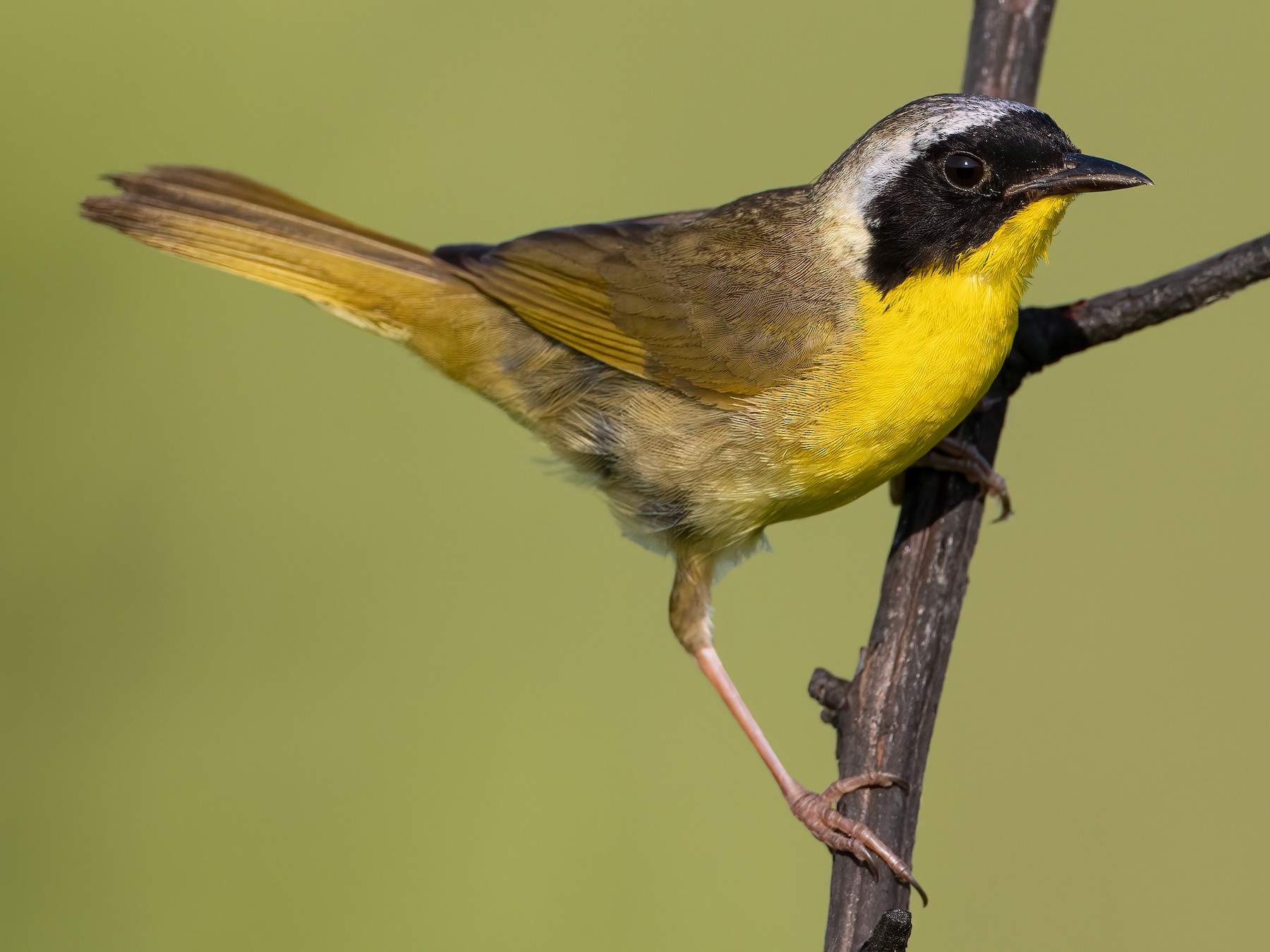 Common Yellowthroat - Ryan Sanderson