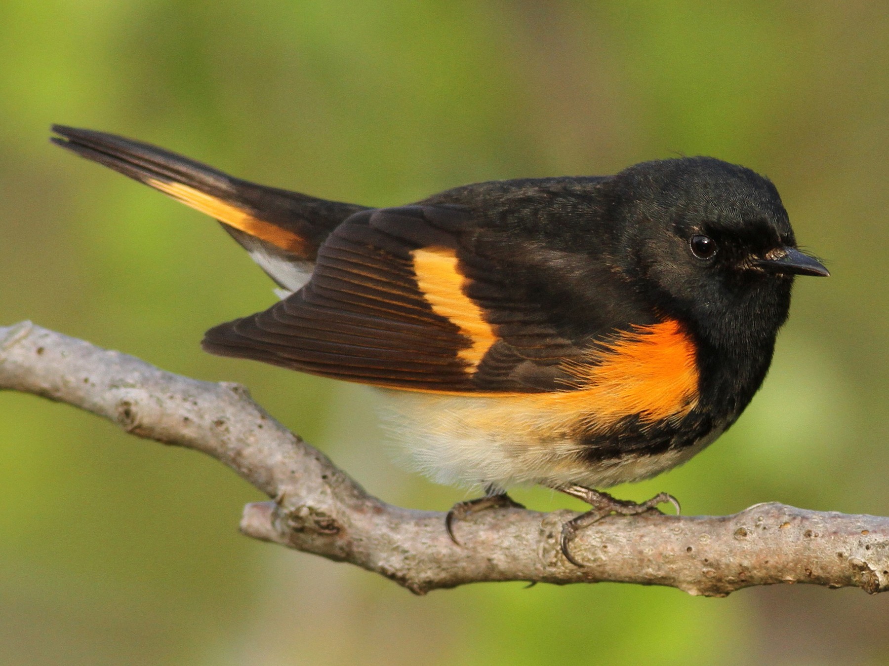 American Redstart - Evan Lipton