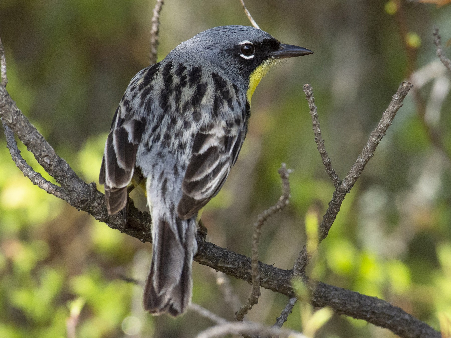 Kirtland's Warbler eBird